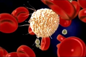 Stammzelle in der Blutbahn